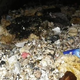 Image for article titled Fatbergs, Naked Tourists, Bedbugs: What's Ruining Our Cities This Week